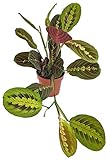 Fangblatt - Maranta leuconeura Fascinator - bunter Pfeilwurz - Blattschmuckpflanze im Ø 12 cm Pflanztopf - Korbmarante