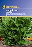 Maggikraut Liebstöckel mehrjährig