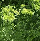 Gelbe Wiesenraute - Thalictrum flavum