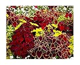 Coleus Rainbow Mix - Buntnessel - 200 Samen