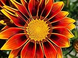 Mittagsgold 10 Samen 'Big Kiss Orange'Blüten sind bis zu 50% größer (Gazania Orange)