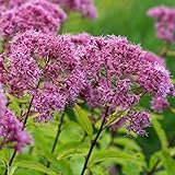 6 x Großer Wasserdost Guttball - Eupatorium Fistulosum 'Guttball' Topf 9x9cm: Rote Blütenbälle, imposanter Wuchs, pflegeleicht, für Teichränder.