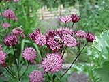 Große Sterndolde Astrantia major 15 Samen mehrjährig