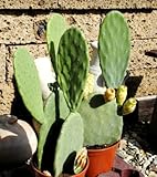 Opuntia ficus Indica,Feigenkaktus,sehr Große Pflanzen,ca.55-60cm hoch,2 Pflanzen pro Topf