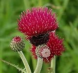 Purpur Kratzdistel - Cirsium rivulare