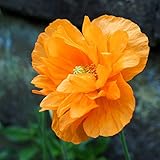 Scheinmohn 40 Samen, Mohn - (Meconopsis Cambrica fl.pl.Aurantiaca) - Orange pom pom Blumen (Poppy Welsh Orange)