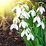 Benoon Schneeglöckchen Galanthus Samen, 200 Stück/Beutel Schneeglöckchen Galanthus Samen Lebensfähig Schnelles Wachstum Staude Gut Angepasste Duftende Blumen-Bonsai-Sämlinge Für Den Balkon Samen