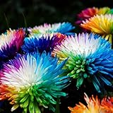 kiskick Chrysanthemen-Blumensamen, 100 Stück, seltene Regenbogen-Chrysanthemen-Blumensamen, Garten-Bonsai-Mehrjährige Pflanze Regenbogen-Chrysantheme-Samen