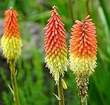 Fackellilie - Kniphofia Crown - Blume - Raketenblume - 50 Samen