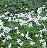 Dreiblatt Windröschen - Anemone trifolia