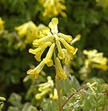 Gelber Lerchensporn - Corydalis lutea