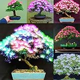 20 Stück gemischte Albizia Julibrissin Akazie Blumensamen Mimosa Seide Baum Bonsai Pflanze 20 Stück Albizia Julibrissin Samen für Frauen, Männer, Kinder, Anfänger, Gärtner Geschenk