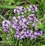 Kleine Braunelle - Prunella vulgaris