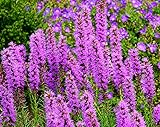 Ährige Prachtscharte - Liatris spicata Kobold - 50 Samen