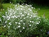 Vexiernelke, Lychnis coronaria 'Alba' 50 Samen, stauden