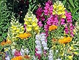 Löwenmaul 200 Samen, Antirrhinum Mix Farben