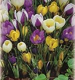 Blumenhandel Ullrich 100 Botanische gemischte Krokusse Blumenzwiebeln Crocus krokus