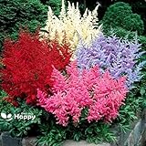 Astilbe Blumenmischung - 50 Samen + Freebie + Pflanzenanhänger (Astilbe arendsii Hybriden)