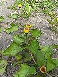 Parakresse, Jambú (Spilanthes oleracea) 250 Samen Husarenknopf Prickelknopf