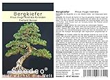 Seedeo® Bergkiefer (Pinus mugo Rostrata Pyrenäen) Bonsai 25 Samen