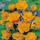 Trollblume 'Goldkönigin' (Trollius chinensis)