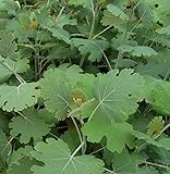 Federmohn - Macleaya cordata