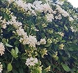 Stephanotis floribunda - Immergrüne Kranzschlinge, 150-200 cm am Stab, Duftende Zimmerpflanze mit weißen Blüten, Kletterpflanze & Dekorativ