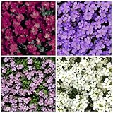 500 Pcs Blaukissen Bodendecker Samen - Wildblumensamen, Hochbeet Samen Blaukissen Pflanzen Winterhart Samen, Blumendeko, Pflanzen Für Sonnige Plätze Saatgut Blumenbeet, Exotische Pflanzen