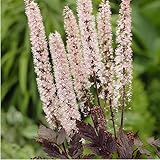 6x September-Silberkerze - Actaea ‘Pink Spike’ - Topf 9x9cm